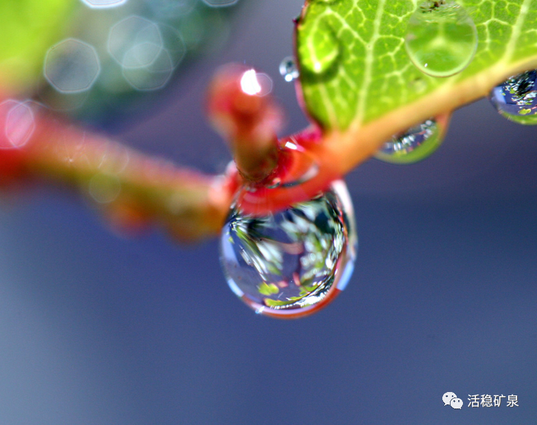 【二十四节气之白露】蒹葭苍苍丨白露为霜